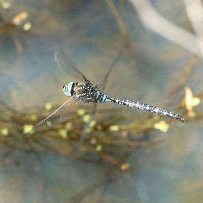 Paddle-tailed Darner
