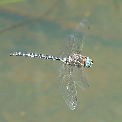 Paddle-tailed Darner * Aeshna palmata