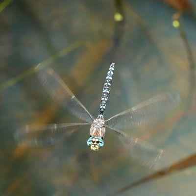 Paddle-tailed Darner
