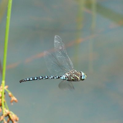 Paddle-tailed Darner