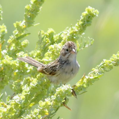 Brewer's Sparrow 