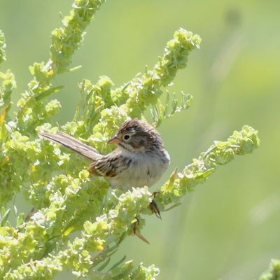 Brewer's Sparrow