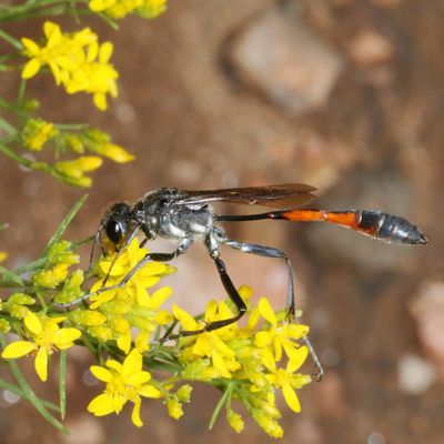 Ammophila procera * Common Thread-waisted Wasp