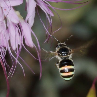 Halictidae : Sweat, Furrow, Nomiine & Short-faced Bees