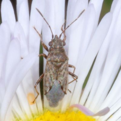 Genus Nysius - False Chinch Bug