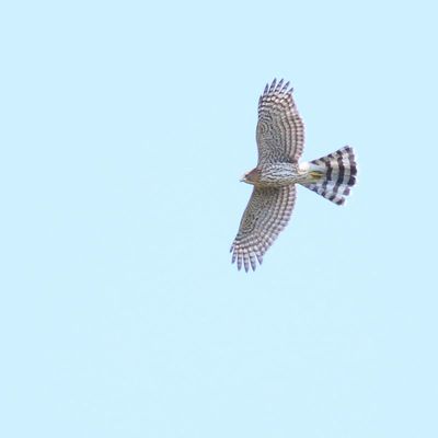 Cooper’s Hawk