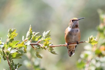 Rufous Hummingbird
