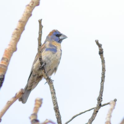 Blue Grosbeak