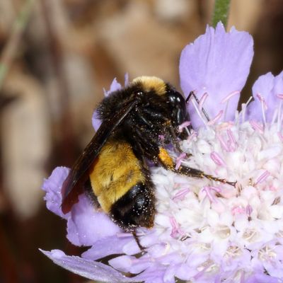 Bombus pensylvanicus * American Bumble Bee