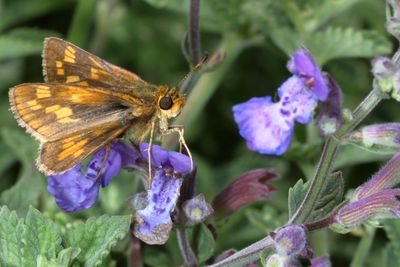 Peck's Skipper