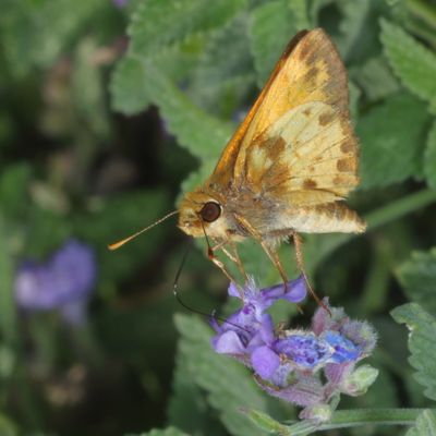 Zabulon Skipper