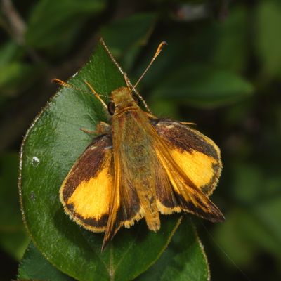 Zabulon Skipper