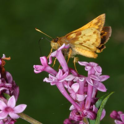 Zabulon Skipper