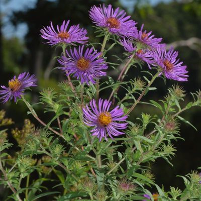 Symphyotrichum novae-angliae * New England Aster