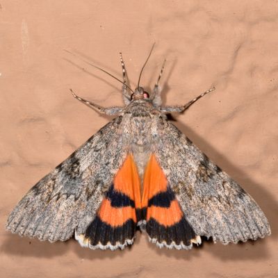 Hodges#8829 * Joined Underwing * Catocala junctura