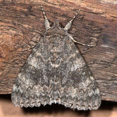 Noctuidae - Catocalinae Moths : 8770 - 8879