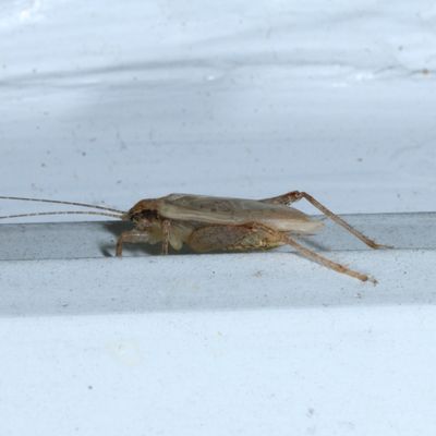 Jumping Bush Cricket