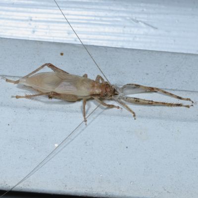 Hapithus saltator * Jumping Bush Cricket
