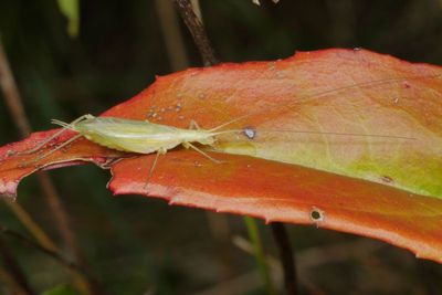 Oecanthus quadripunctatus * Four-spotted Tree Cricket