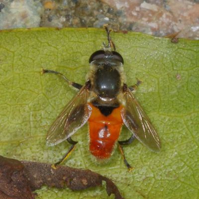 Polydontomyia curvipes ♂