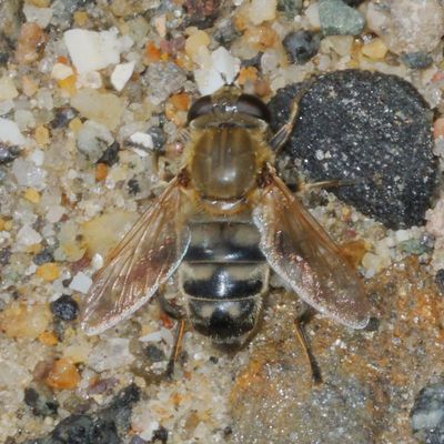 Polydontomyia curvipes ♀