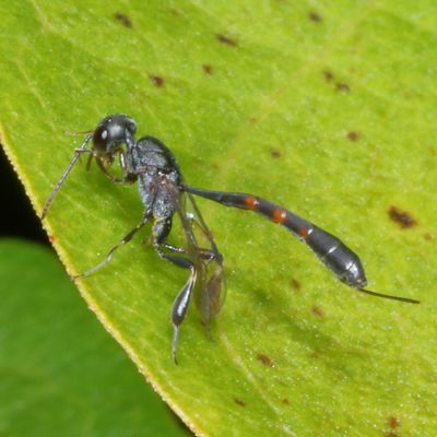 Gasteruptiidae : Carrot Wasps