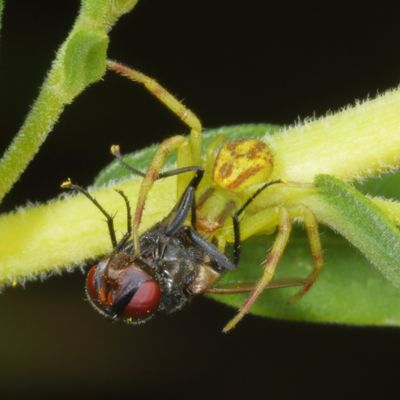 Genus Mecaphesa
