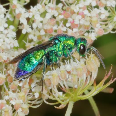 Chrysididae * Cuckoo Wasps