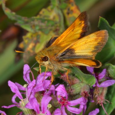 Zabulon Skipper ♂