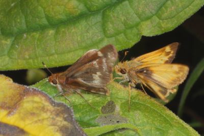 Zabulon Skipper