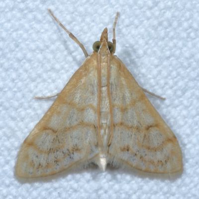 Crambidae : 4934 - 5298 : Pyraustinae