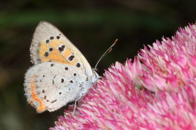 American Copper