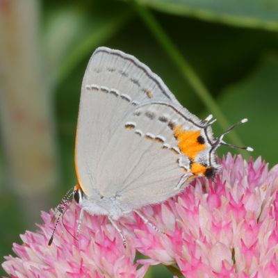 Gray Hairstreak