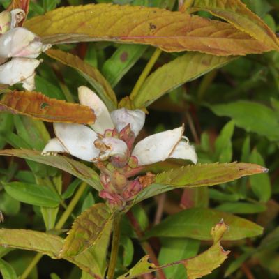 Chelone glabra * White Turtlehead