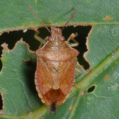 Subfamily Asopinae