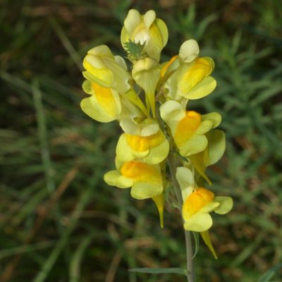 Linaria vulgaris * Common Toadflax