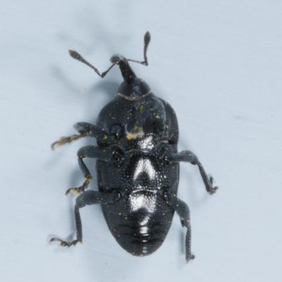Subfamily Baridinae : Flower Weevils