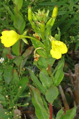 Wildflowers - MA