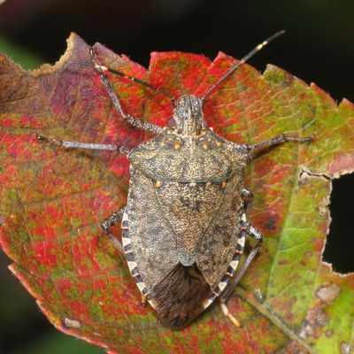 Halyomorpha halys
