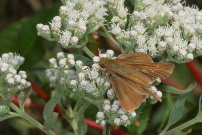 Ocola Skipper