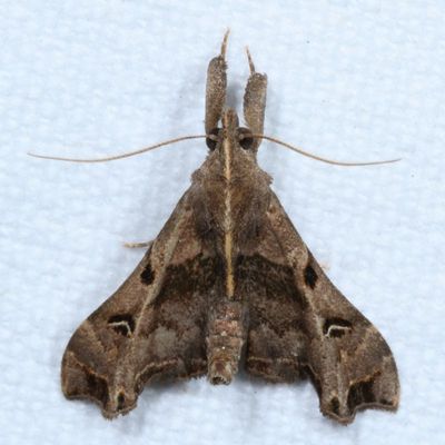 Hodges#8398 * Faint-spotted Palthis * Palthis asopialis