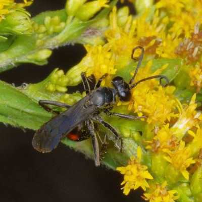 Family Pompilidae