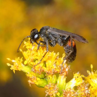 Pompilidae : Spider Wasps