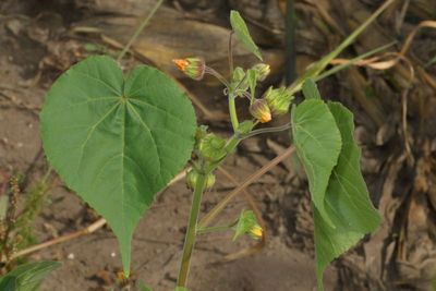 Abutilon theophrasti * Velvetleaf