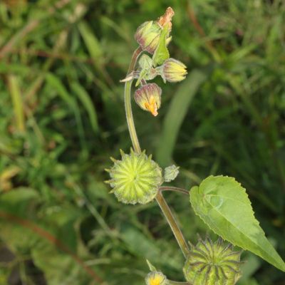 Abutilon theophrasti * Velvetleaf