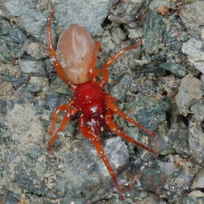 Dysdera crocata * Woodlouse Spider