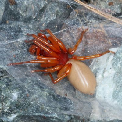 Dysderidae
