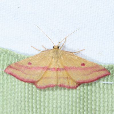 Hodges#7146 * Chickweed Geometer ♀  * Haematopis grataria