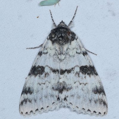 Hodges#8803 * White Underwing * Catocala relicta