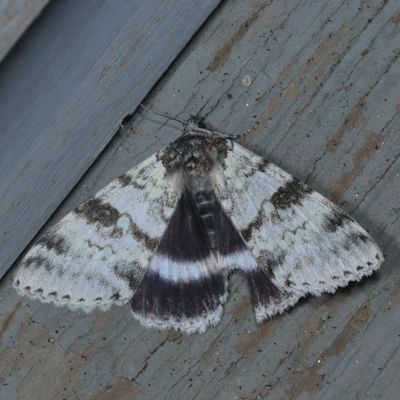 Hodges#8803 * White Underwing * Catocala relicta